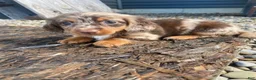 Miniature Dachshund dogs for sale: Nora - Ad 3