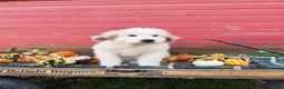 Great Pyrenees dogs for sale: Nicky - Ad 5