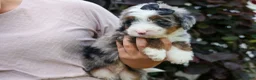 Mini Bernedoodle dogs for sale: 🐾 Meet Paxton 🐾 - Ad 19