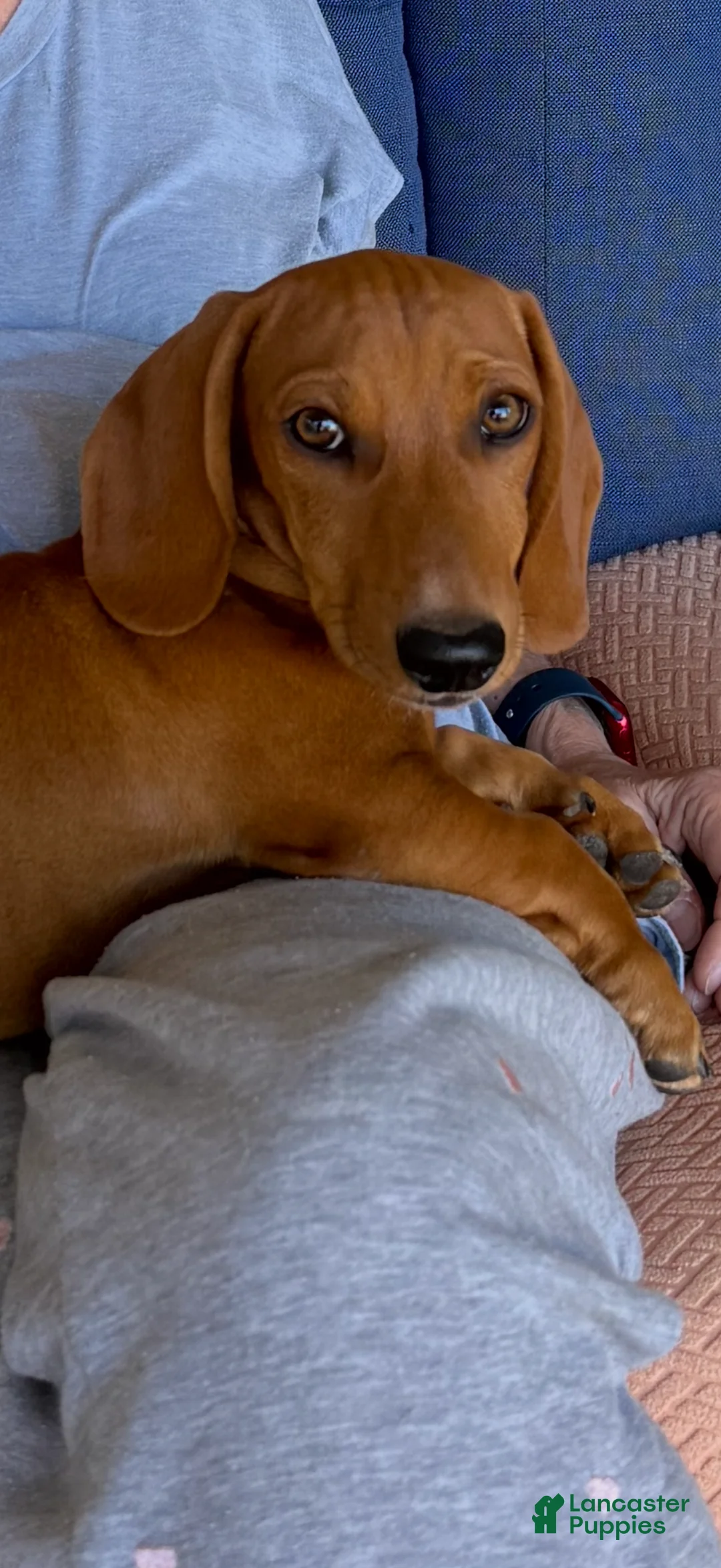 Dachshund dogs for sale: Dachshund Puppy 1 - Ad 2