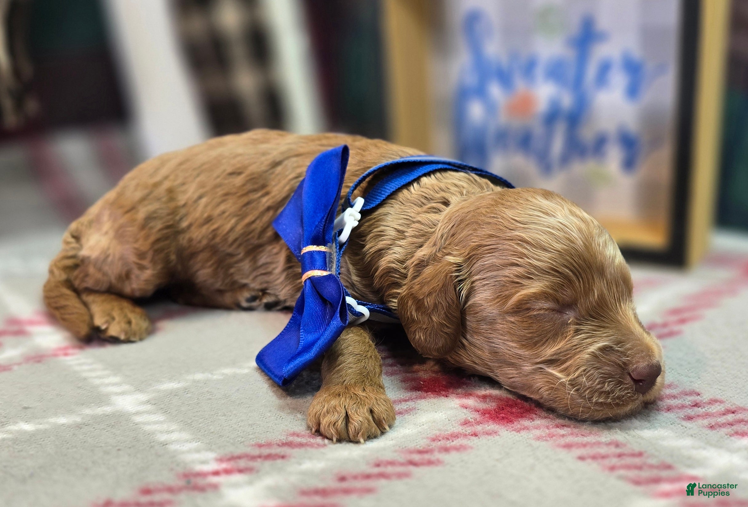 Cockapoo dogs Rustle - Ad 12