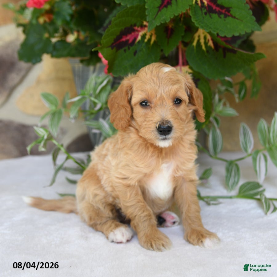 Mini Goldendoodle dogs Rocco - Ad 2