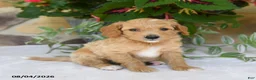 Mini Goldendoodle dogs for sale: Rocco - Ad 2