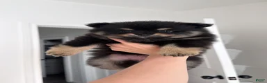 Pomeranian 1