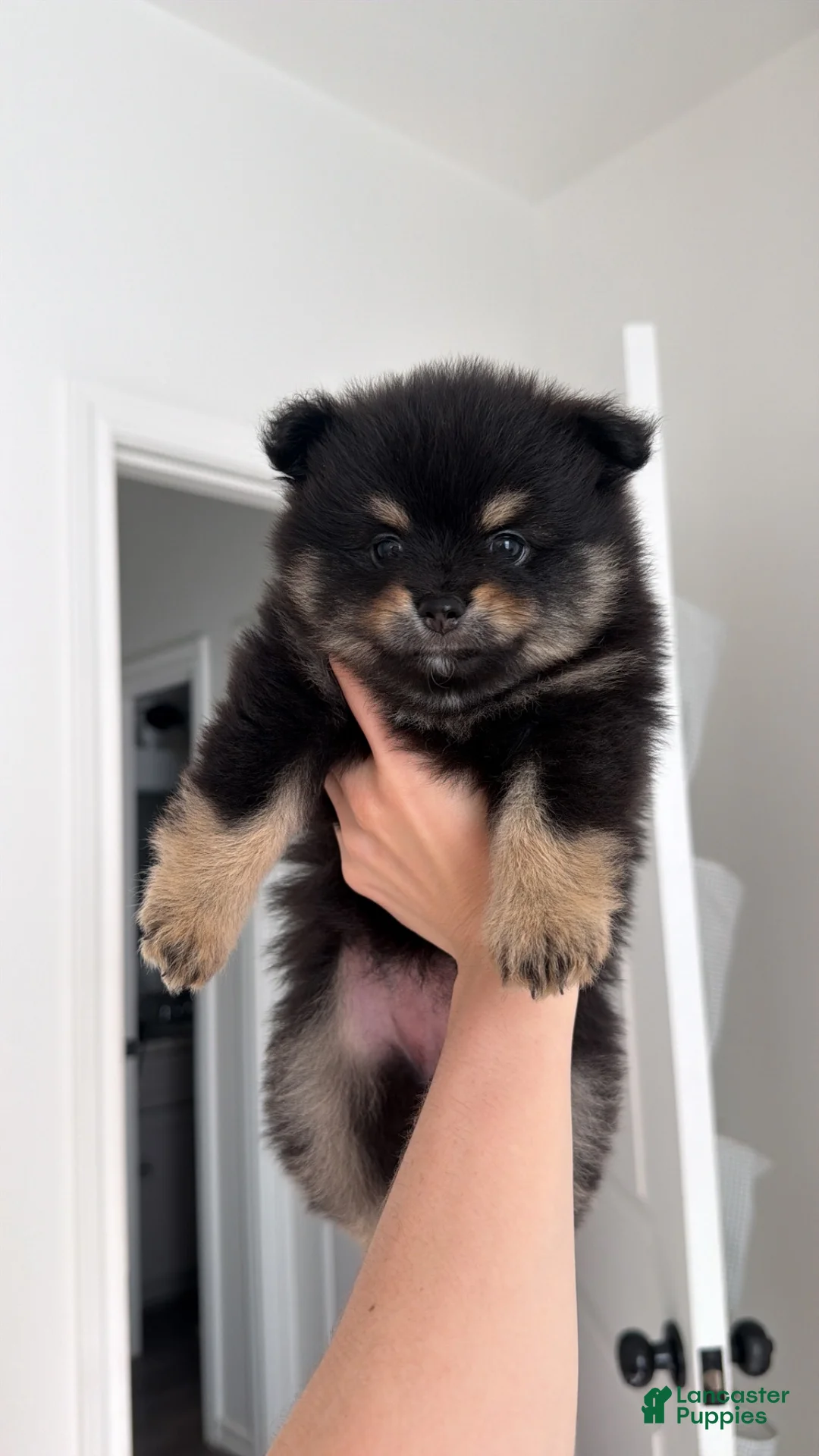 Pomeranian dogs for sale: Pomeranian 1 - Ad 1