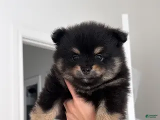Pomeranian dogs Pomeranian 1 - Ad 14