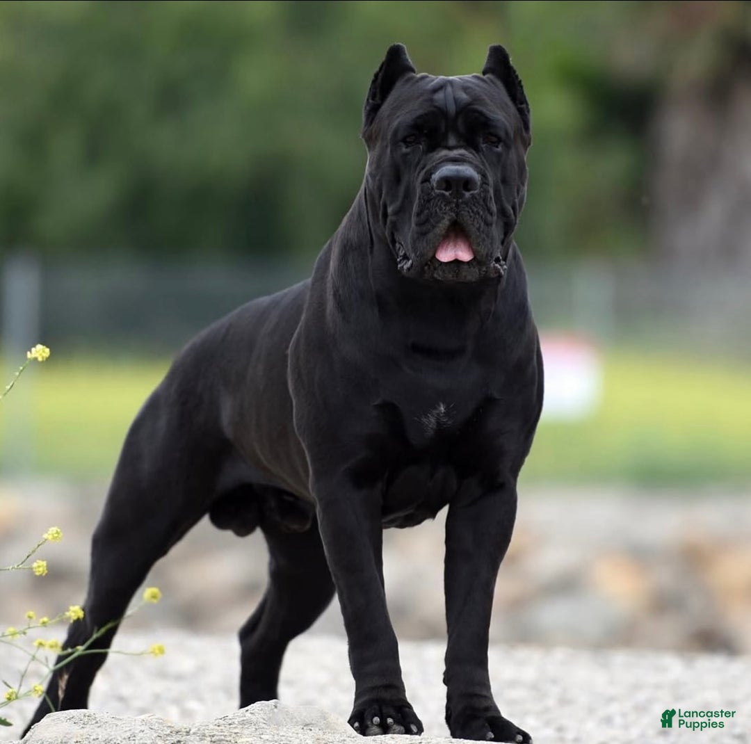 Cane Corso dogs for stud: Diesel  - Ad 4