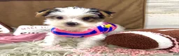 Yorkshire Terrier dogs for sale: Bonnie Bell - Ad 6