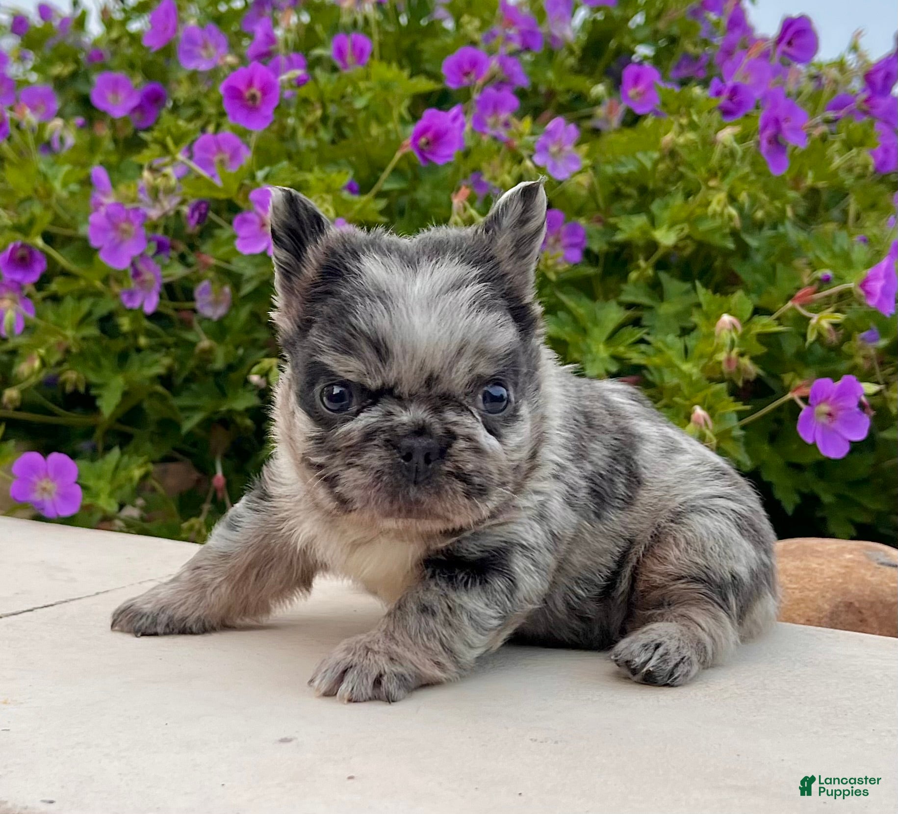 French Bulldog dogs Tiffany - Ad 1