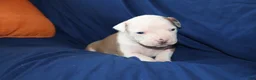 American Bully dogs for sale: Mara - Ad 2