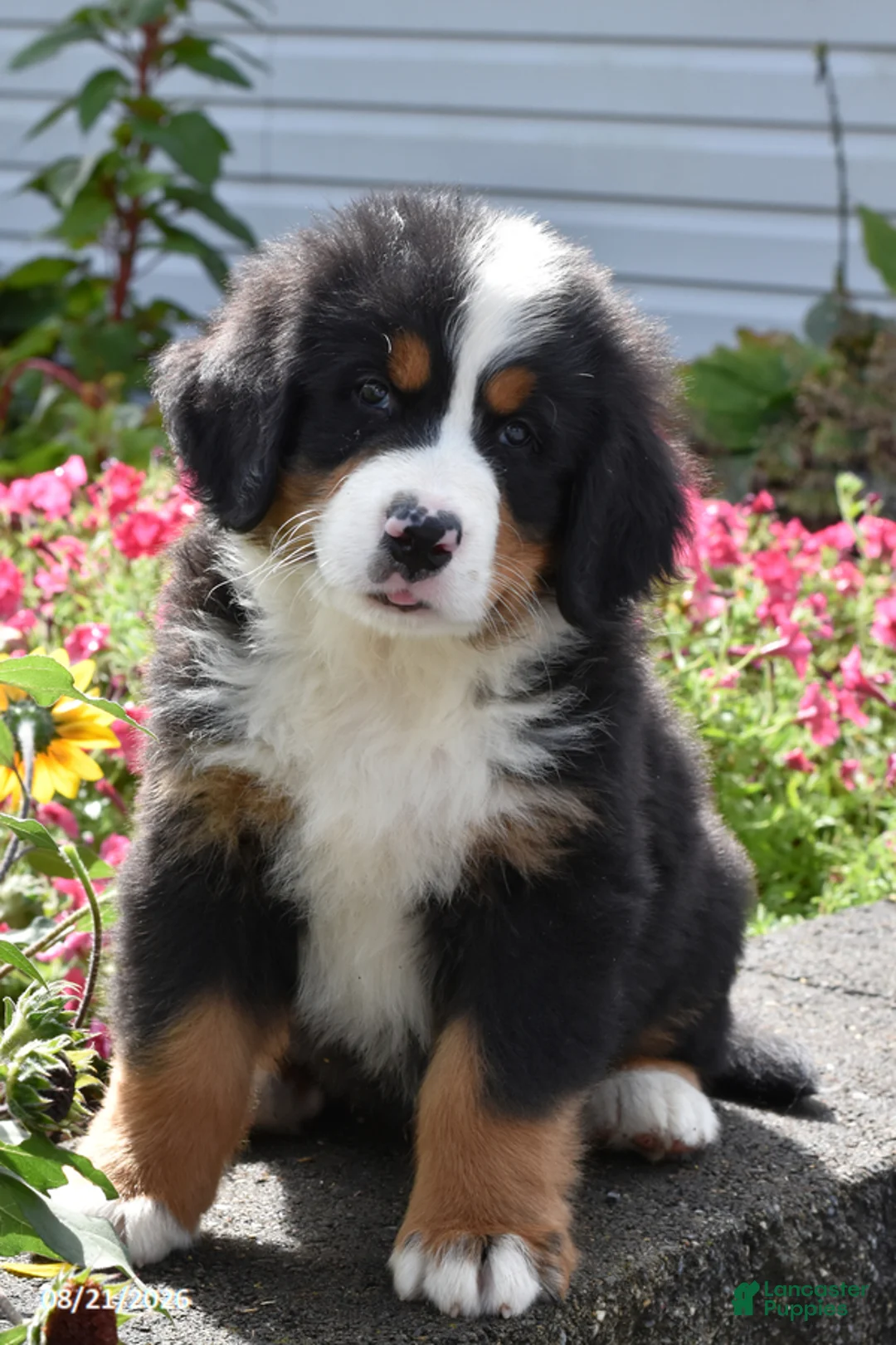 Bernese Mountain Dog dogs for sale: Milo - Ad 1