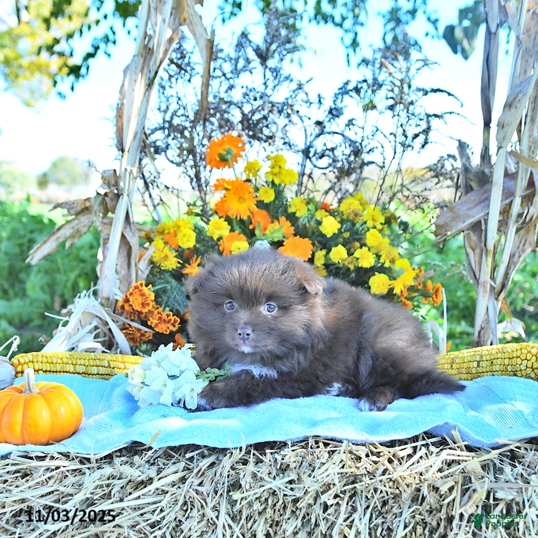 Mixed Breed dogs for sale: Darby - Ad 2