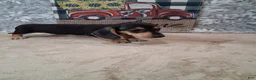 Miniature Dachshund dogs for sale: Arty - Ad 5
