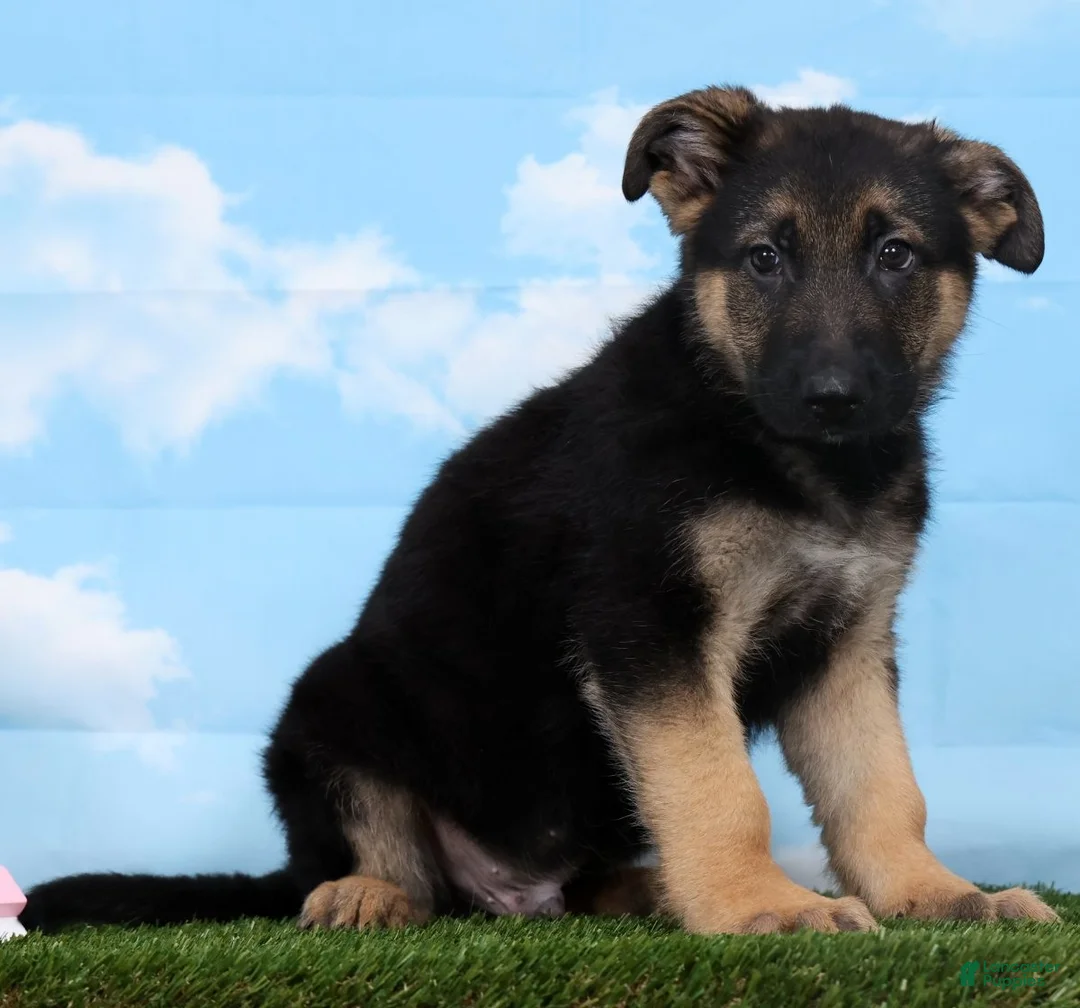 German Shepherd dogs for sale: Wolf - Ad 1