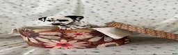 Dalmatian dogs for sale: Daisy - Ad 1