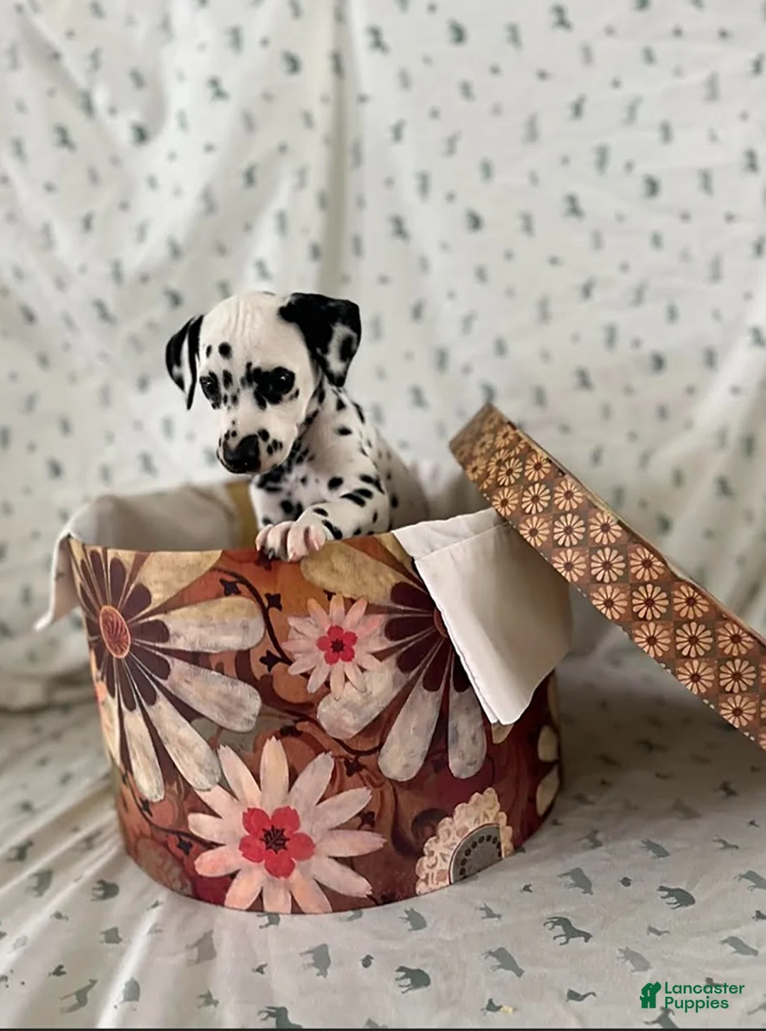 Dalmatian dogs for sale: Daisy - Ad 1