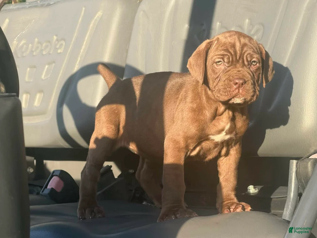 Neapolitan Mastiff dogs for sale: Neapolitan Mastiff Puppy 2 - Ad 2