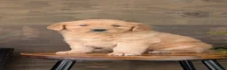 Golden Retriever dogs for sale: Kelsey - Ad 7
