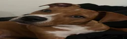 Mixed Breed dogs for sale: Mixed Breed 1 - Ad 3