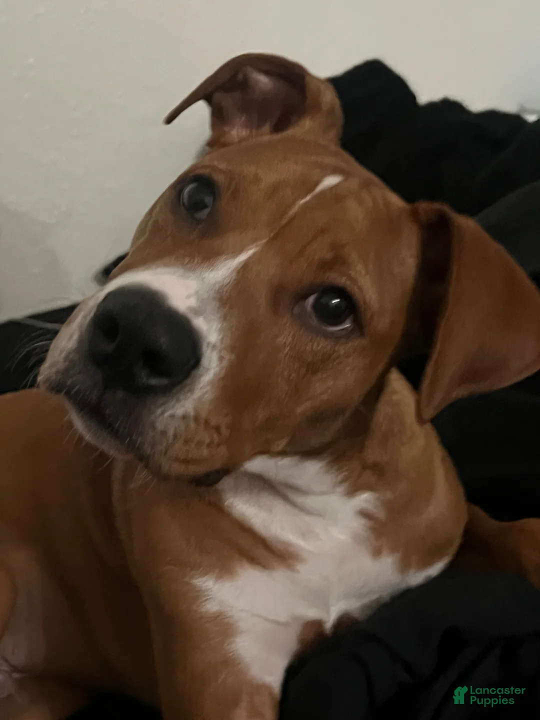 Mixed Breed dogs for sale: Mixed Breed 1 - Ad 3