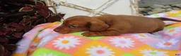 Miniature Dachshund dogs for sale: Michelle - Ad 2