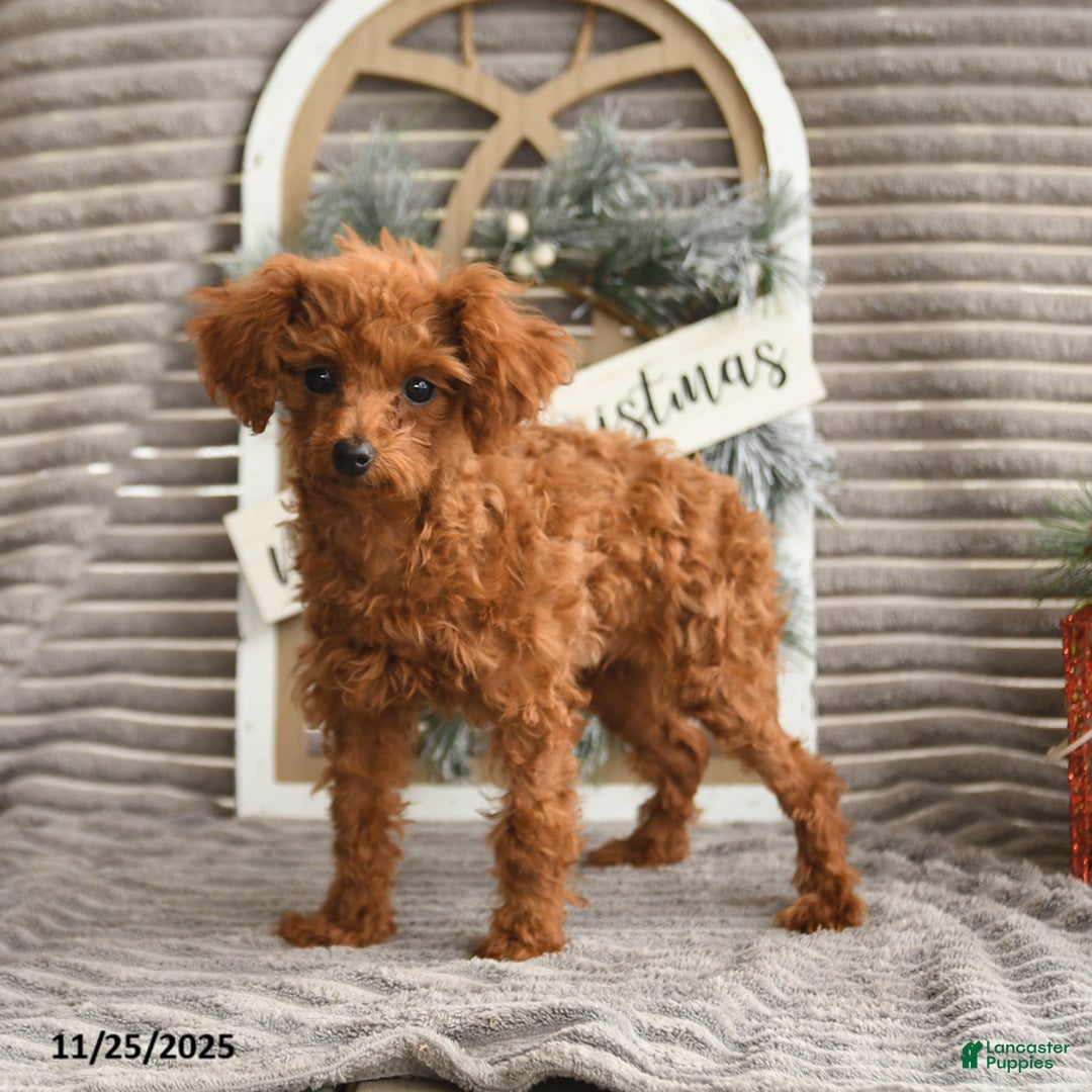 Toy Poodle dogs for sale: Rosie - Ad 5