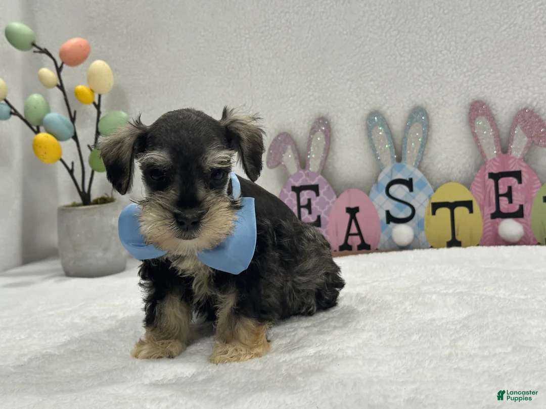 Miniature Schnauzer dogs for sale: Gypsy Male 2 - Ad 2
