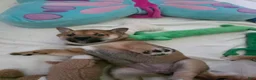Shiba Inu dogs for sale: Shiba Inu 2 - Ad 18