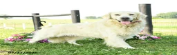 Golden Retriever dogs for sale: Birch - Ad 5