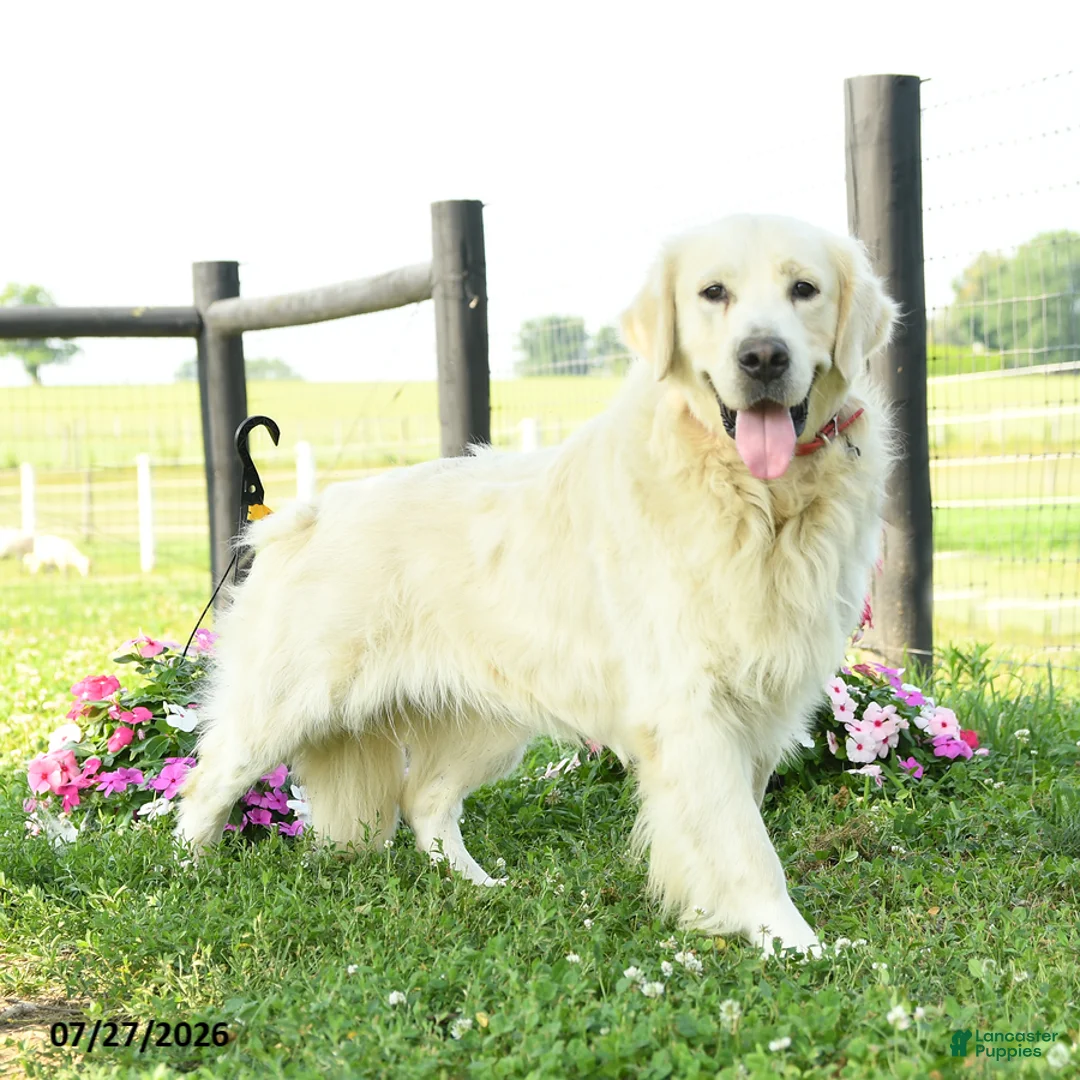 Golden Retriever dogs for sale: Birch - Ad 5