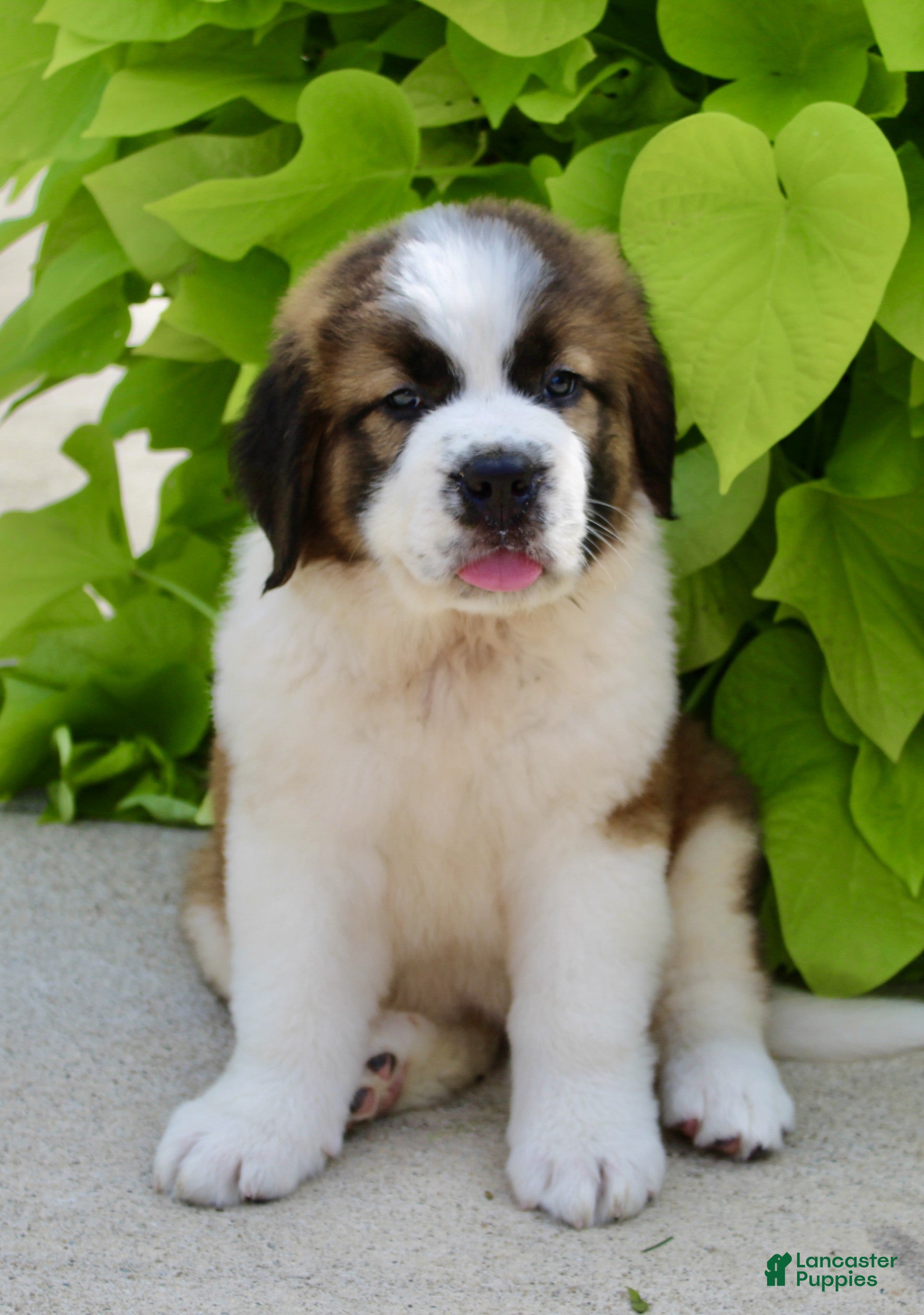 Saint Bernard dogs Amy May - Ad 2