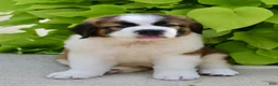 Saint Bernard dogs for sale: Amy May - Ad 2