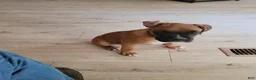 Boxer dogs for sale: Boxer Puppy 1 - Ad 1