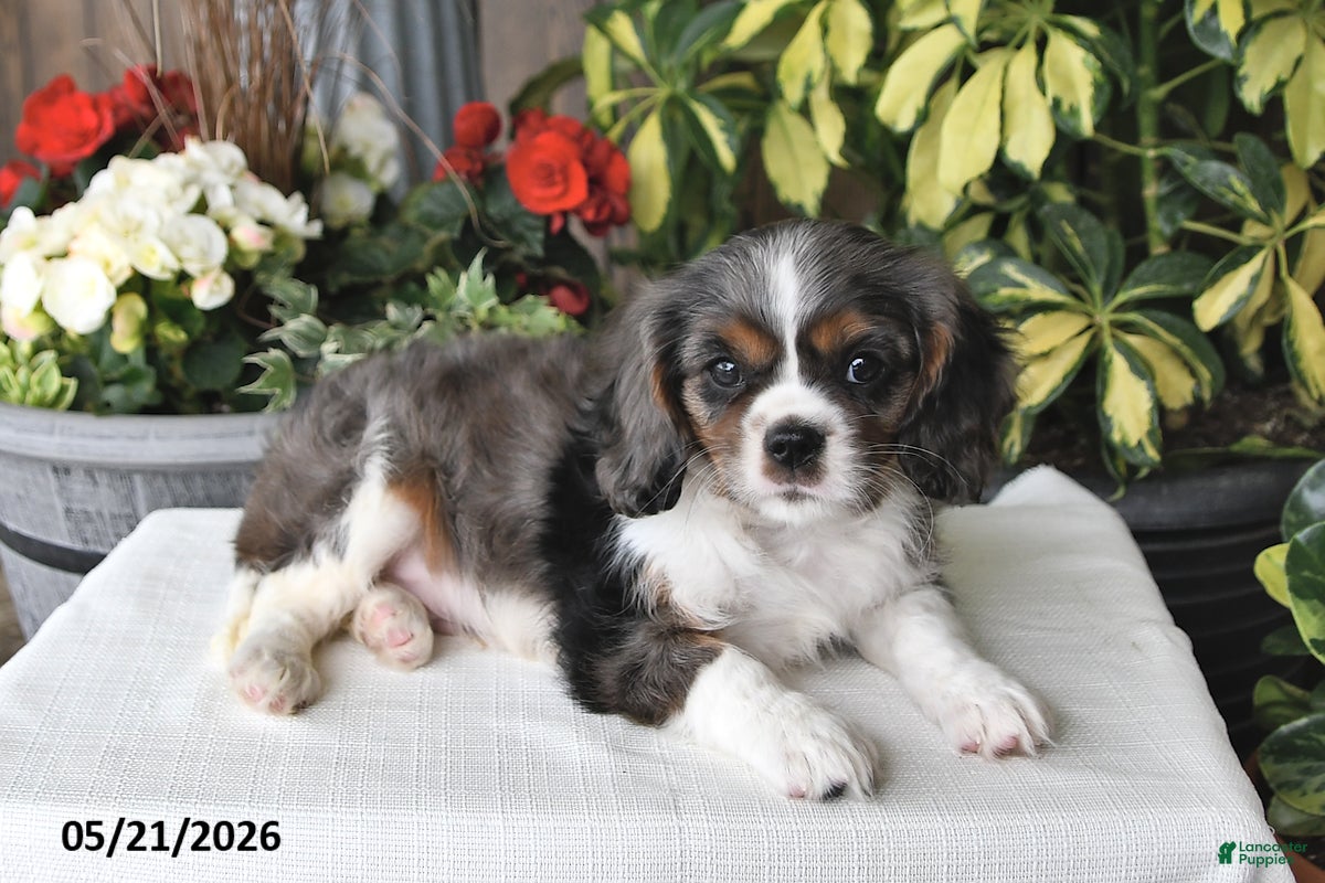 Cavalier King Charles Spaniel dogs Cody - Ad 2