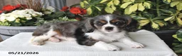 Cavalier King Charles Spaniel dogs for sale: Cody - Ad 2