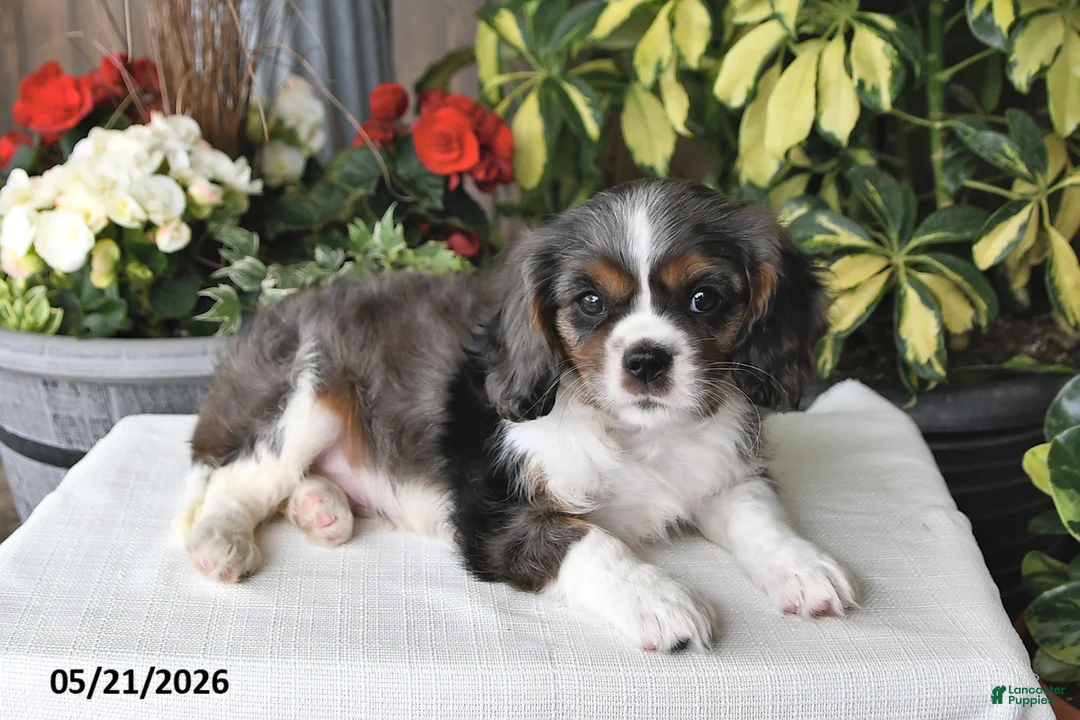 Cavalier King Charles Spaniel dogs for sale: Cody - Ad 2