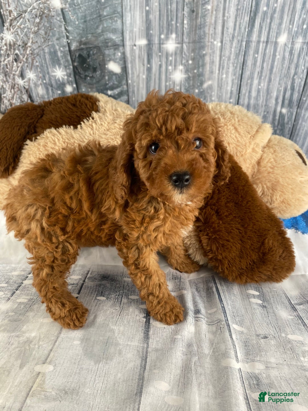 Miniature Poodle dogs for sale: Apollo - Ad 2