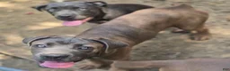 Cane Corso dogs for sale: Cane Corso 4 - Ad 3