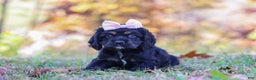 Cocker Spaniel dogs for sale: Julia - Ad 1