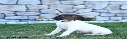 German Shorthaired Pointer dogs for sale: Opal - Ad 1