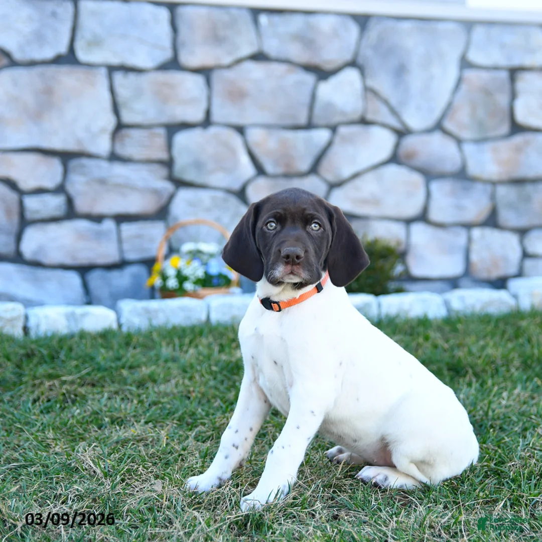 German Shorthaired Pointer dogs for sale: Opal - Ad 1
