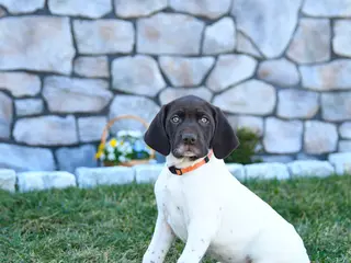 German Shorthaired Pointer dogs for sale: Opal - Ad 1