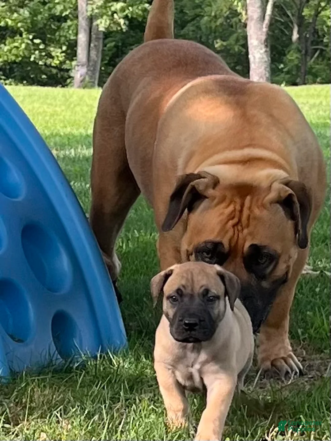 South African Boerboels dogs for sale: South African Boerboels 1 Dark green collar - Ad 2