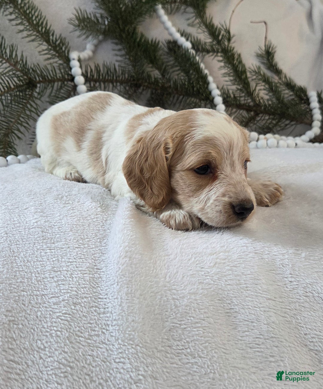 Miniature Dachshund dogs for sale: Jasper - Ad 11