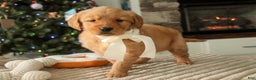 Golden Retriever dogs for sale: Savannah - AKC - Ad 2
