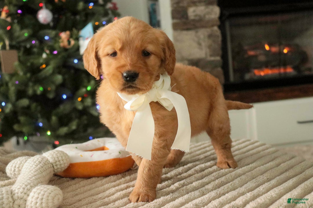 Golden Retriever dogs for sale: Savannah - AKC - Ad 2