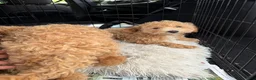 Bichpoo dogs for sale: Brielle - Ad 8