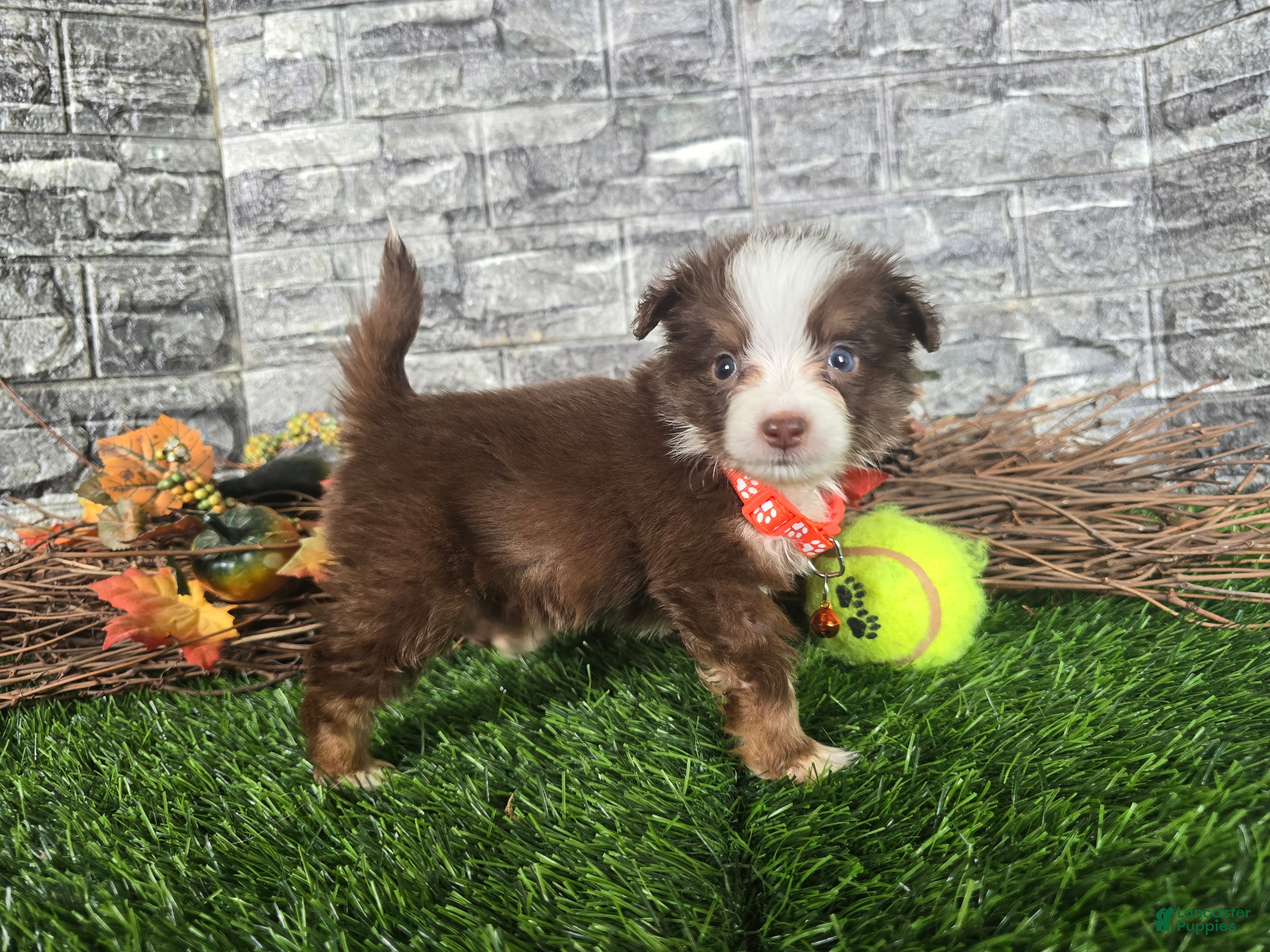 Toy Australian Shepherd dogs Boy 1 - Ad 1