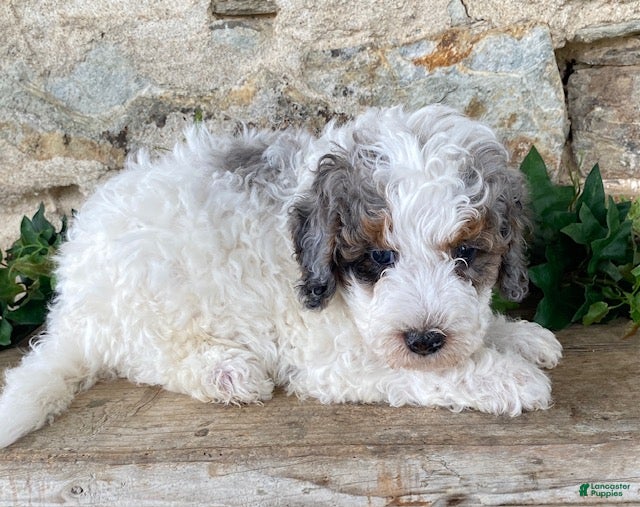 Mini Bernedoodle dogs Jeffrey - Ad 2