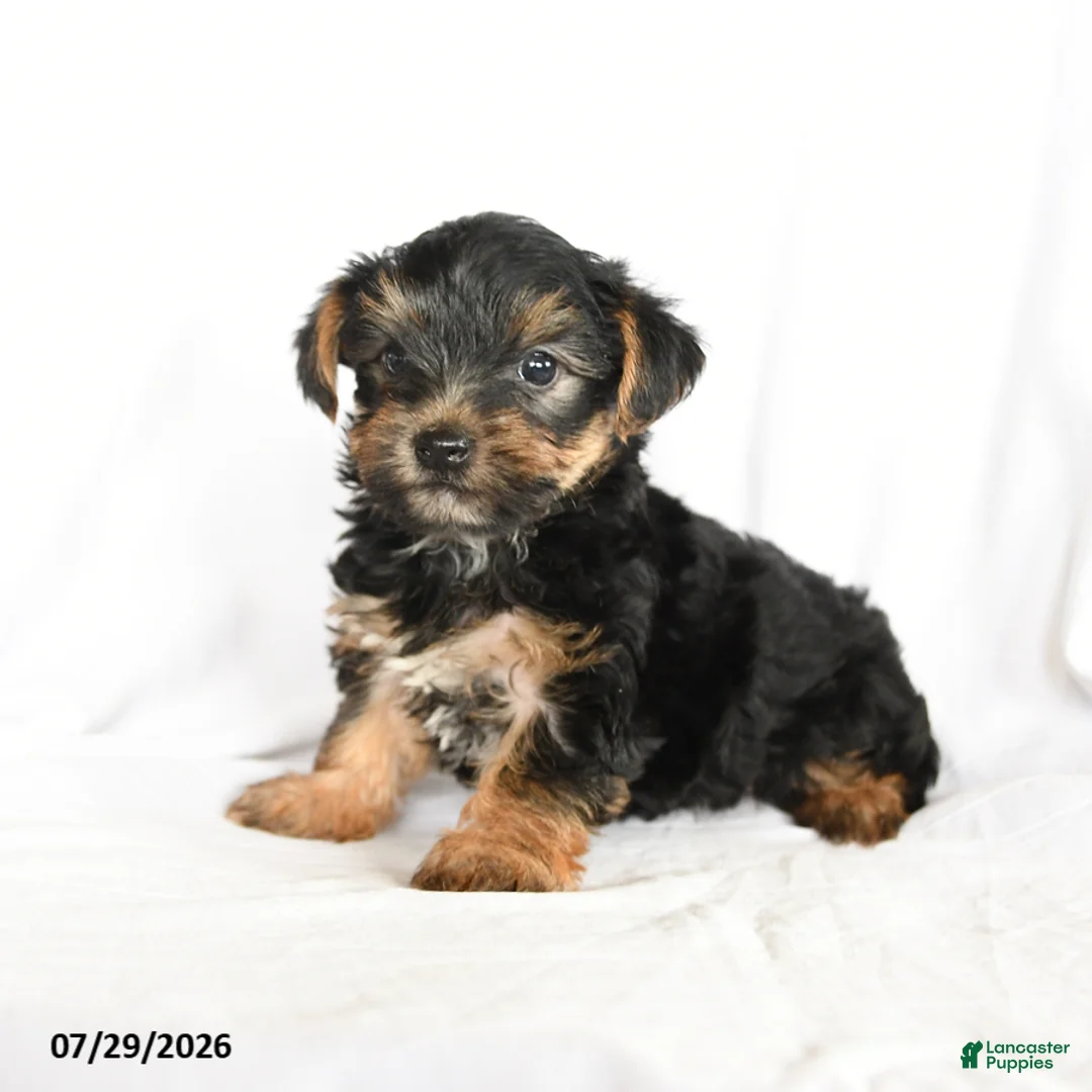 Yorkshire Terrier dogs for sale: Skip  - Ad 2